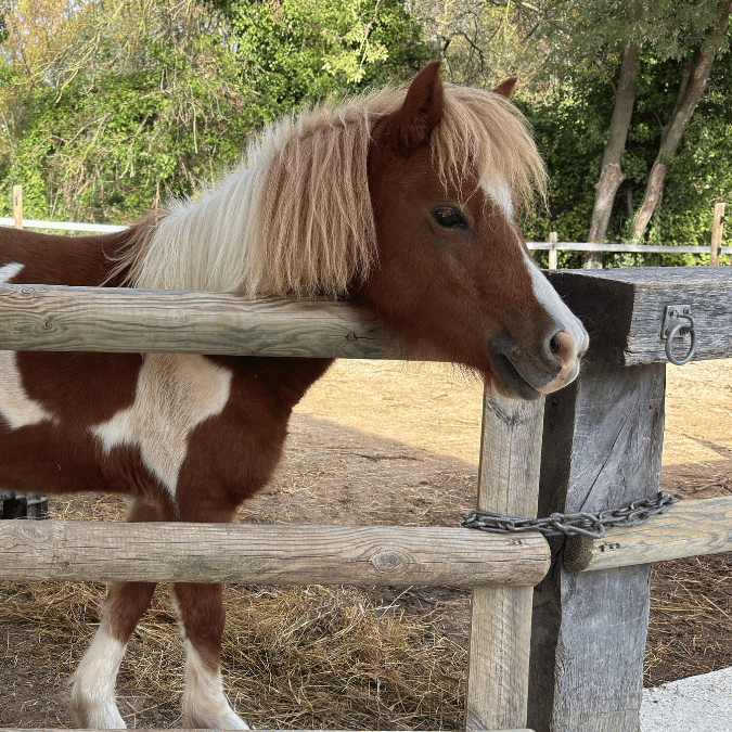 Balade poney